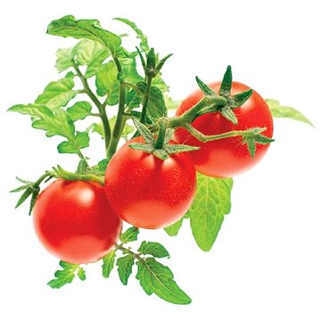 Click And Grow Mini-Tomaten