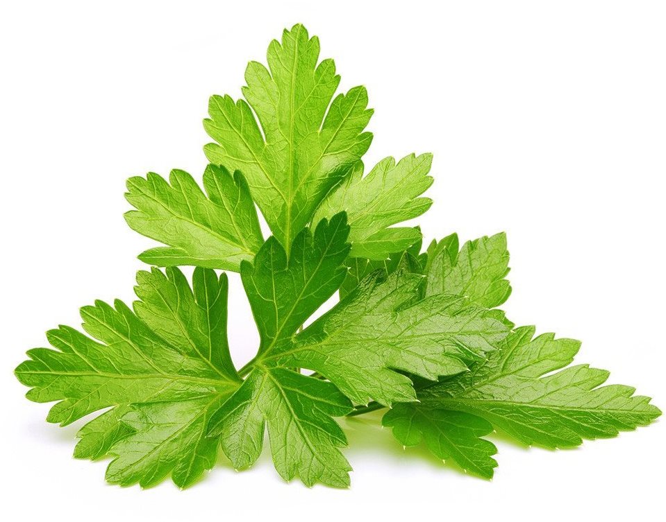 Click and Grow Koriander