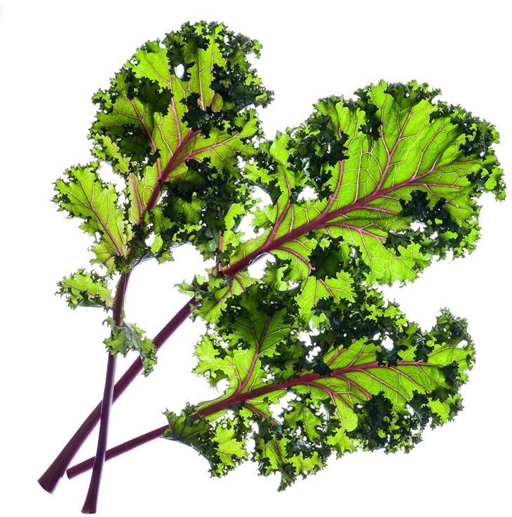 Click and Grow Rotkohl