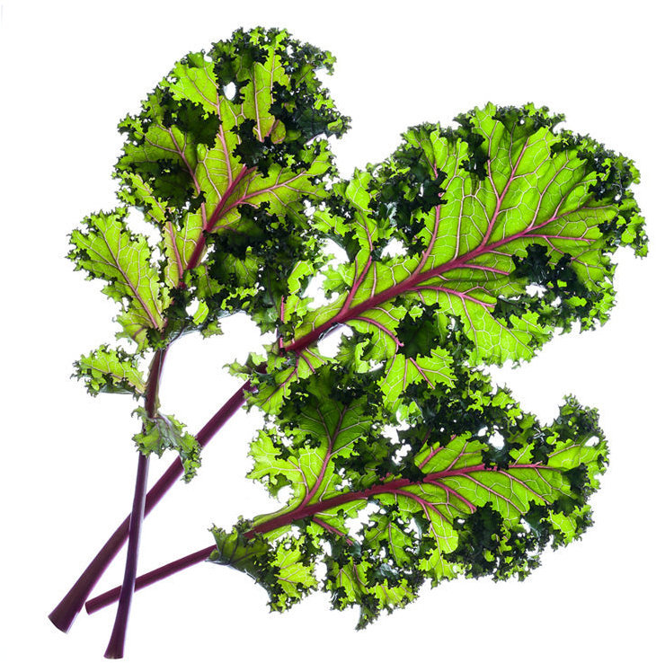 Click and Grow Rotkohl