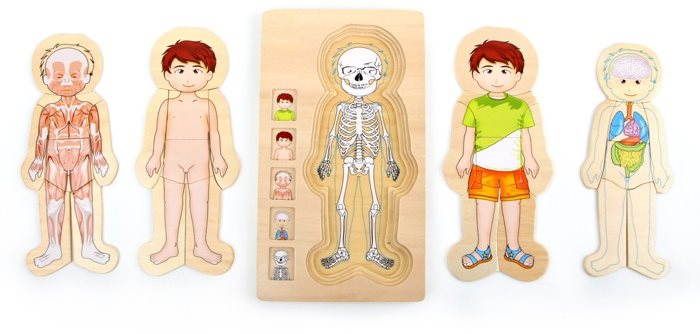 Puzzle - Anatomie Tim